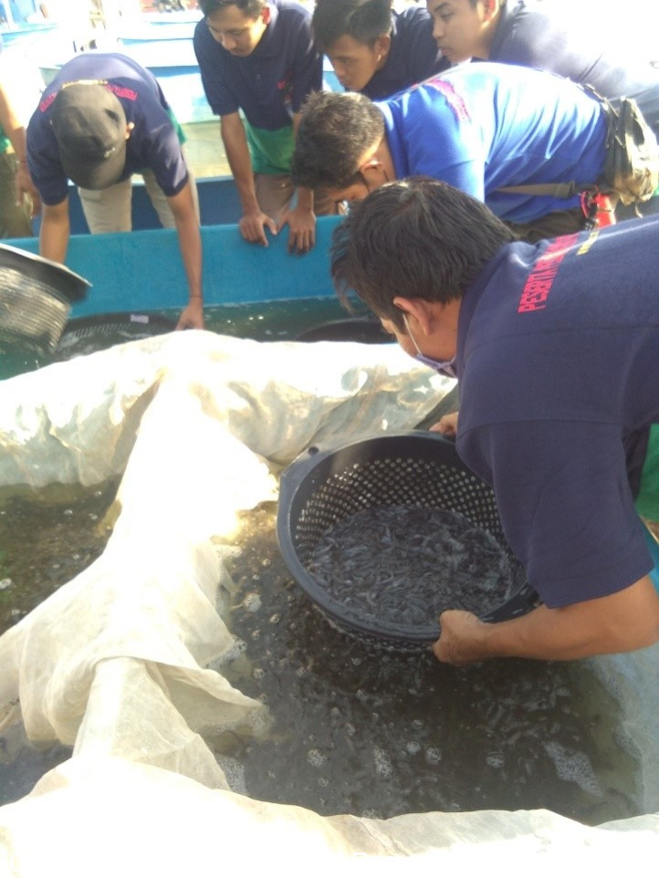 Kegiatan Magang Budidaya Lele